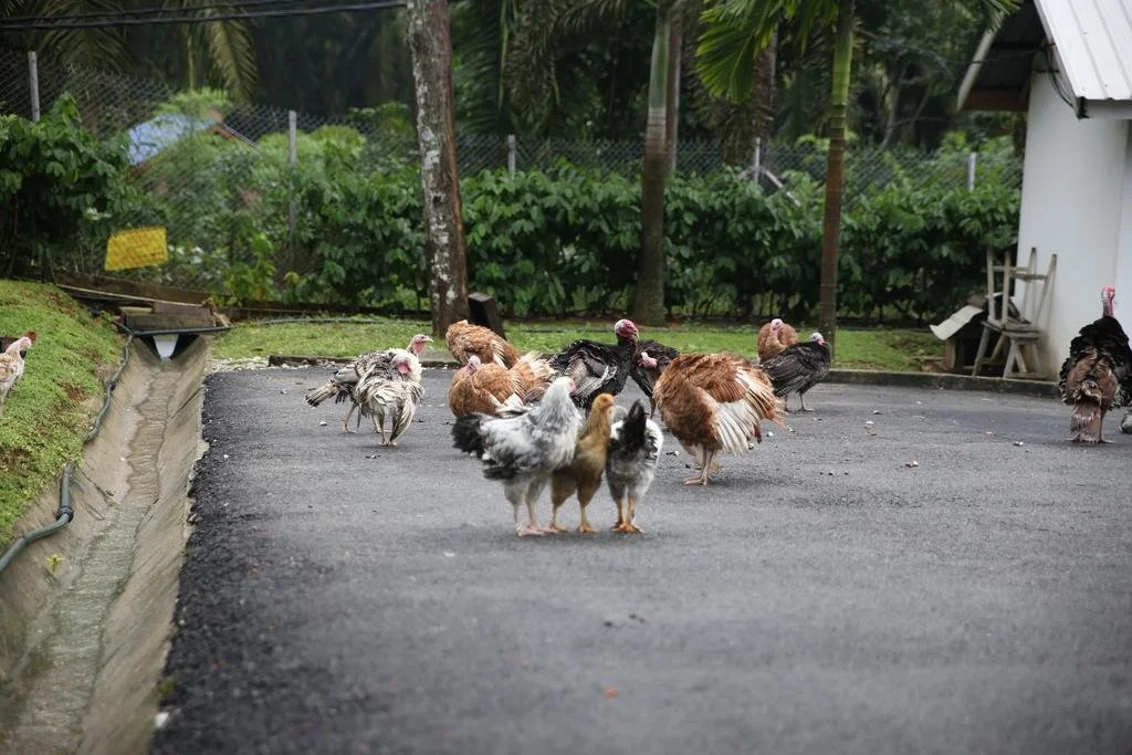 Adelia Hill Farm