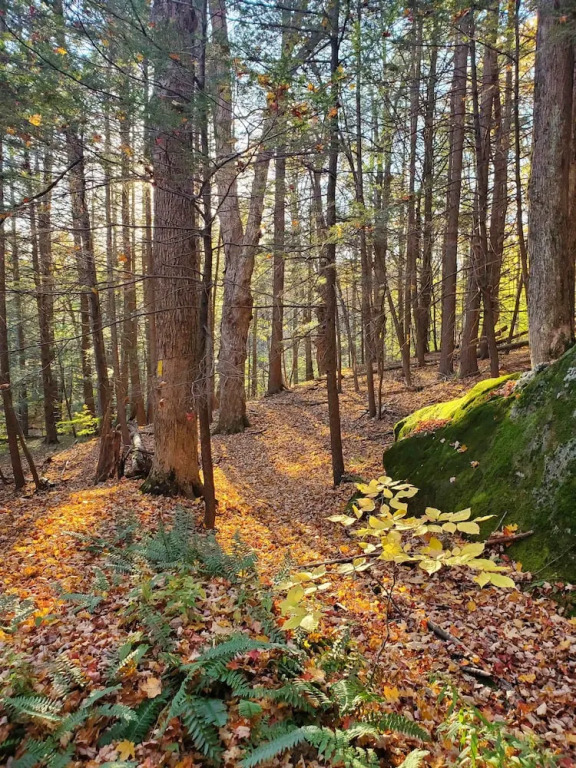 The Brattleboro
