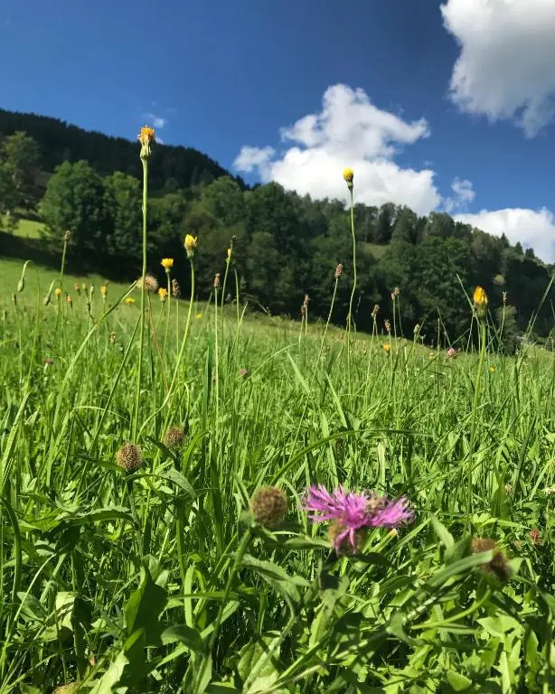 Mountain View near Kaprun - Steinbock Lodges