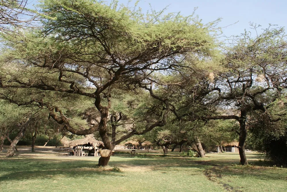 Lake Natron Tented Camp