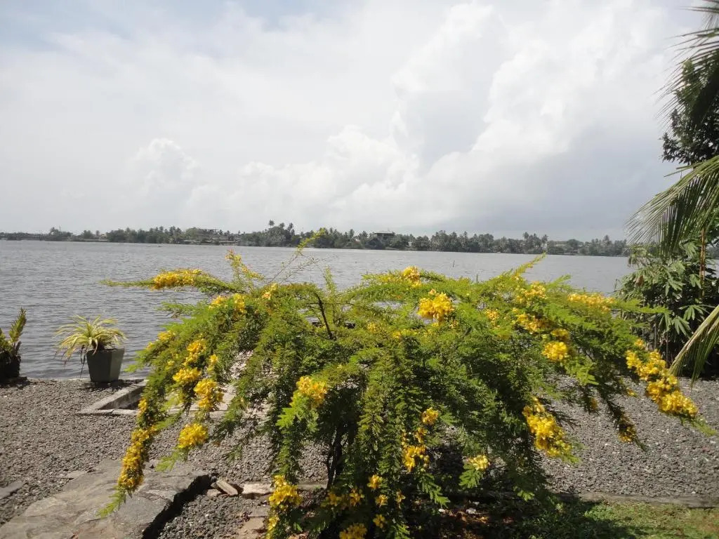 Sapara River Guest