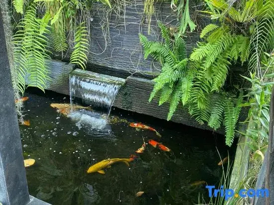Moza House Wonosobo