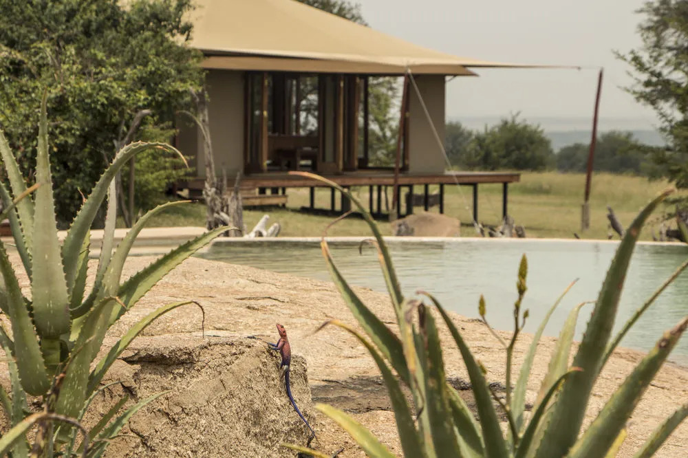 Sayari Camp - All Inclusive