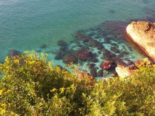 Gaviota Y Vora Mar