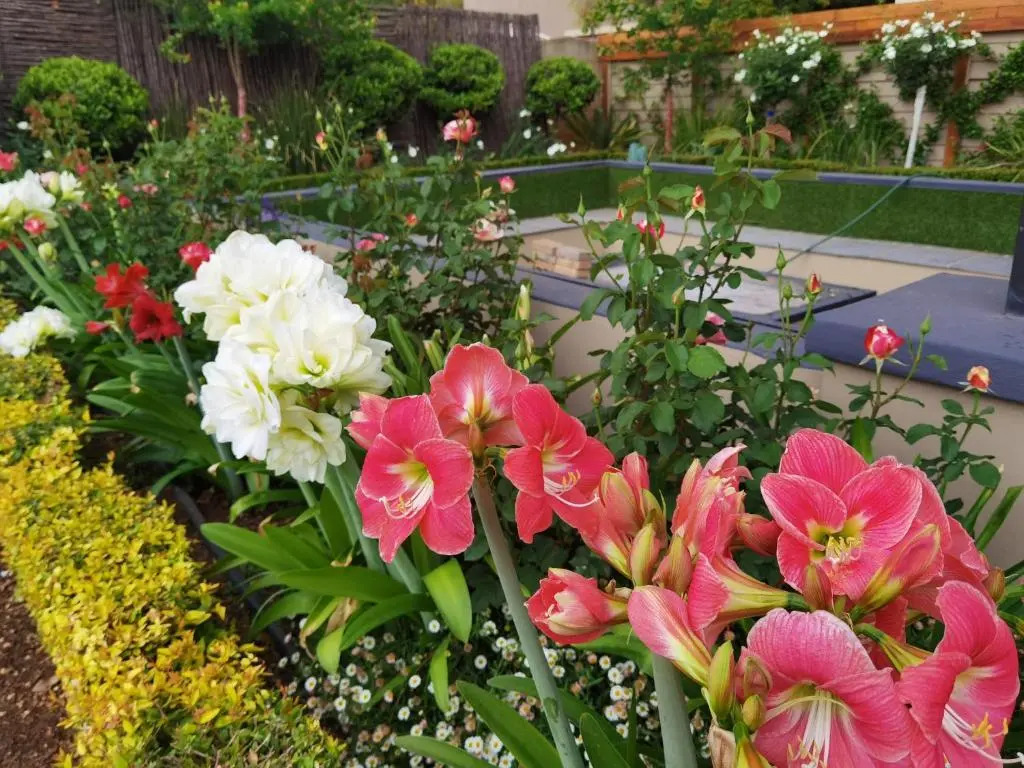 Bella Rosa