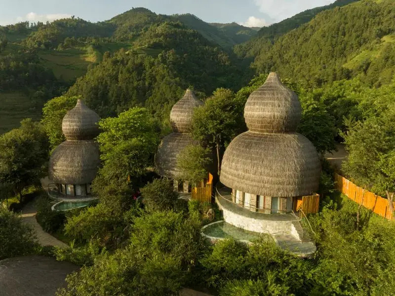 Garrya Mù Cang Chải