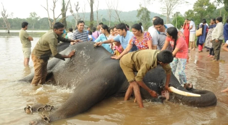 Jungle Lodges And Resorts- Sakrebyle Elephant Camp
