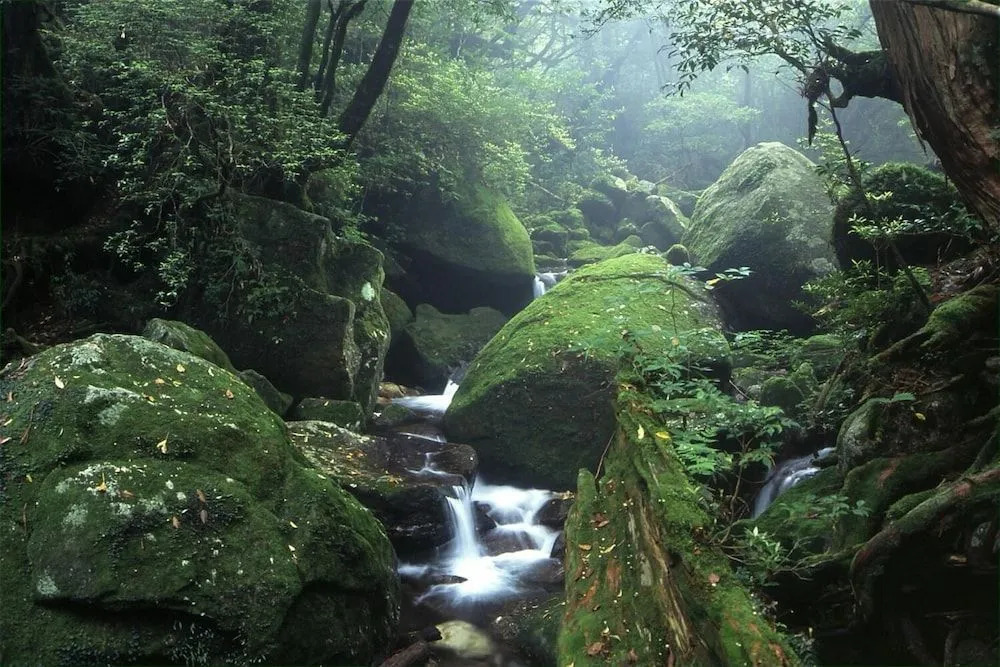 YAKUSHIMA REFRESH ROOM