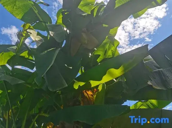 Jinyunxin Guitianyuan Homestay