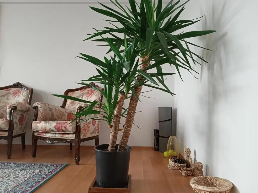 Single Room, одноместная комната в доме, chambre d'une personne, Habitación individual