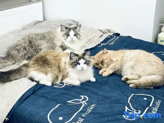 Guangzhou cats hotel