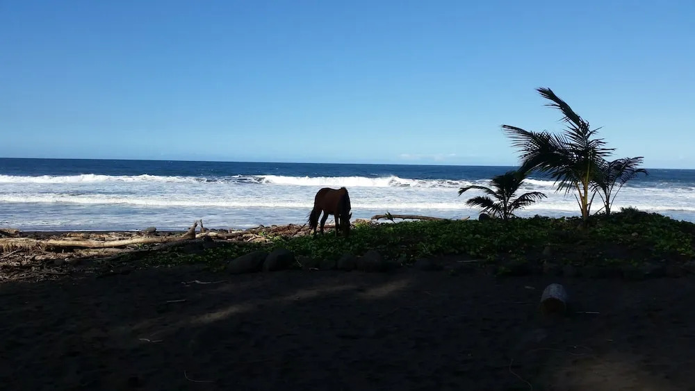 Hale Pikonia In Historic Honokaa Town 2 Bedroom Home