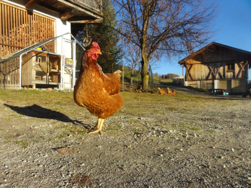 Mair am Graben Farm * Chalets