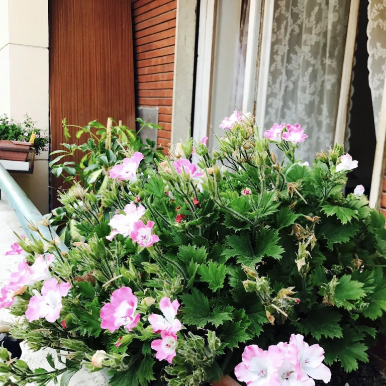 Pardis Guest house