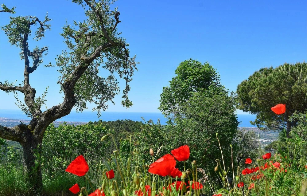 Nice Home in Lido di Camaiore With Wifi and 3 Bedrooms
