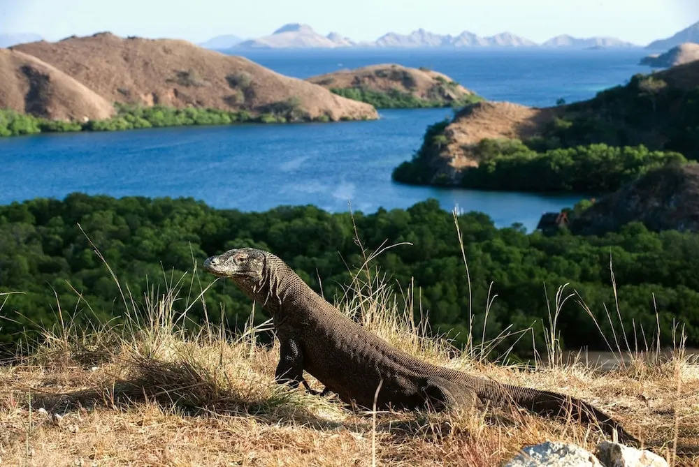 De Chocolate Labuan Bajo