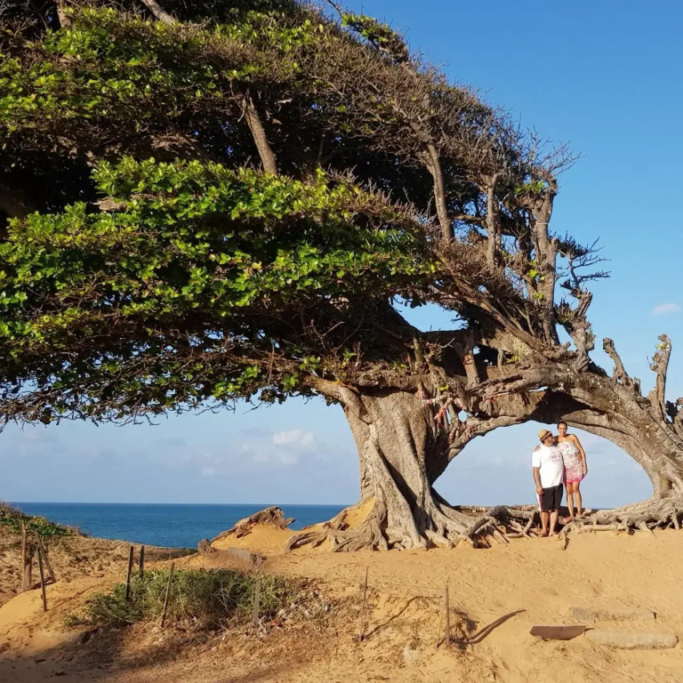 Paraiso de Maracajau 1