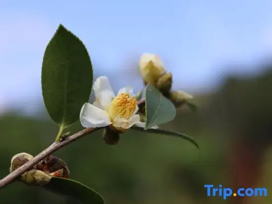 Mountain Whisper & Blooming Verse Scenic View Inn (Zhaoxing)
