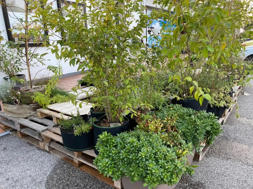 Balabuska Rooms & Garden