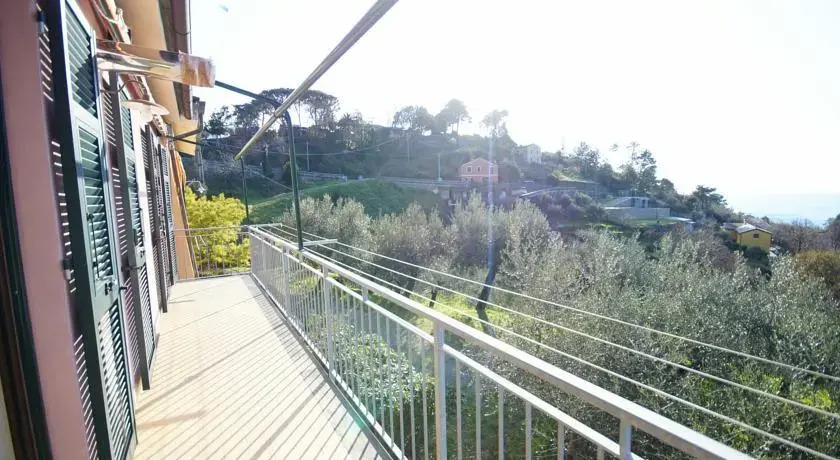 Rose Panorama