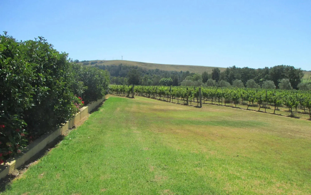 Tranquil Vale Vineyard