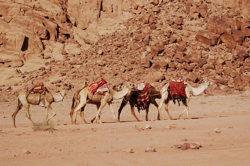 Wadi rum camp