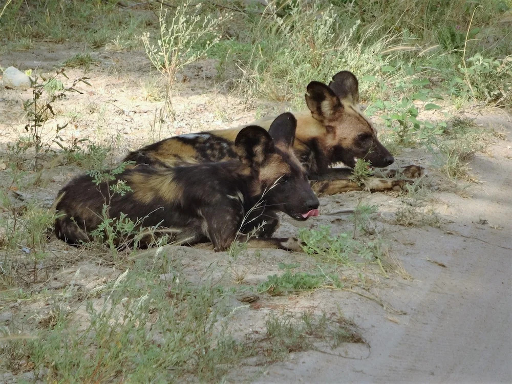 Lowveld Escape
