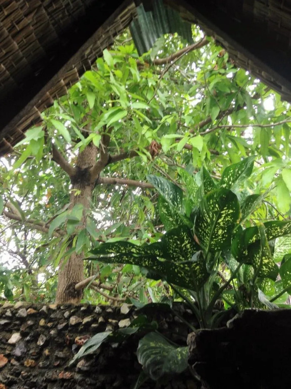 Mayom Garden