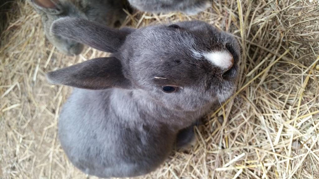 Wild Berry Guest Farm