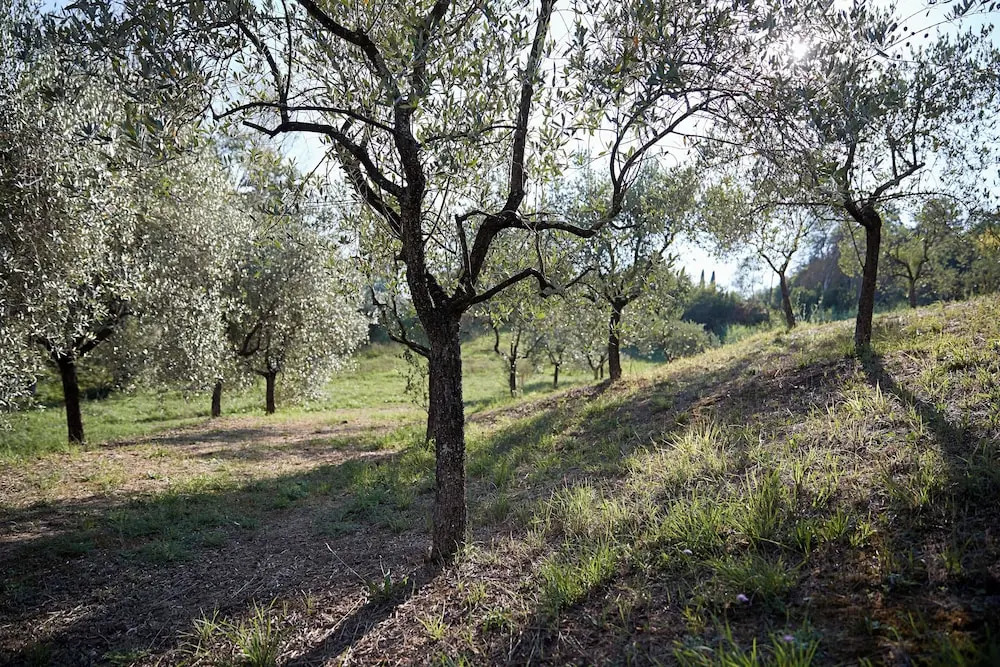 Villa Pacini - just 1,8 km outside Lucca Wall - Pool