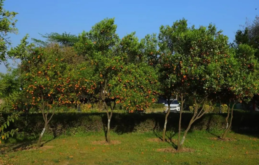Haritma Resort