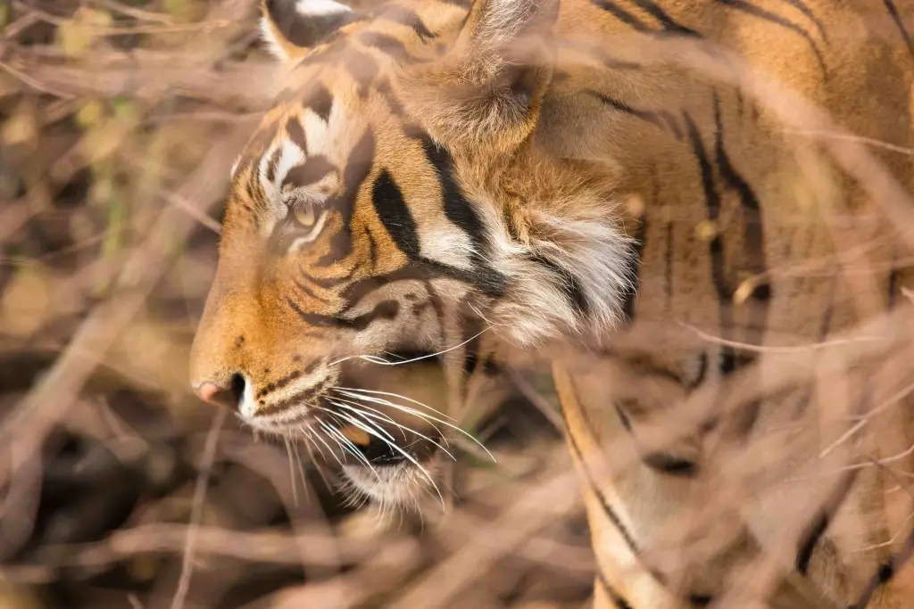 Hotel Ranthambhore Palace