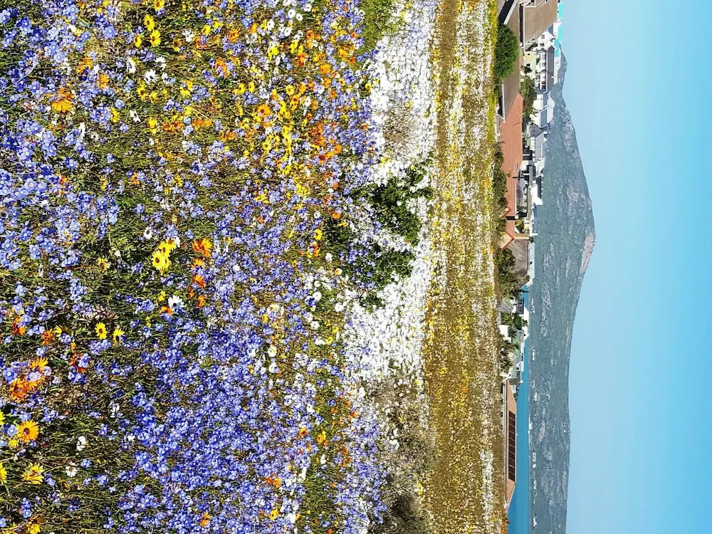 Lavender Cottage