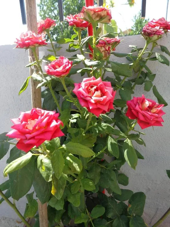 Roses Studios