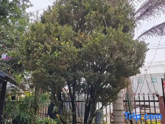 Niu Xiaoxiao Homestay