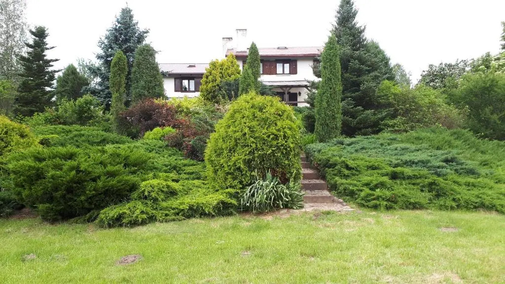 Jeleniec