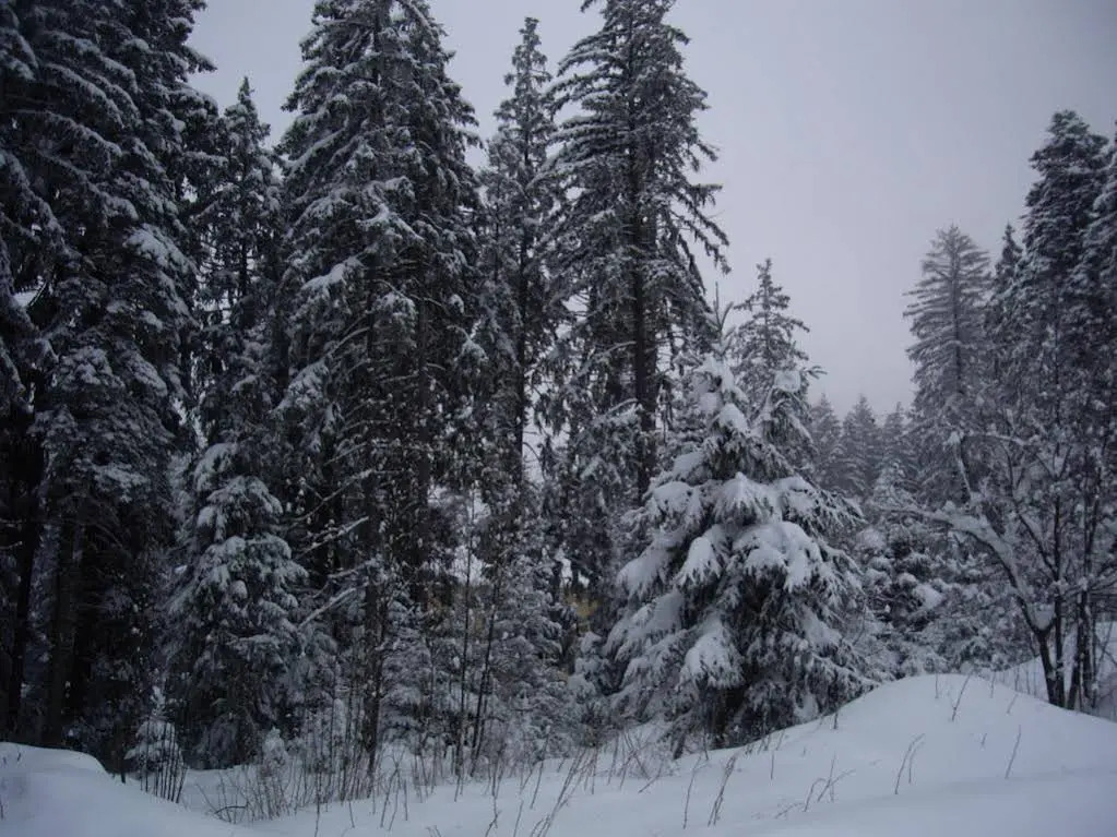 Borovets Apartments, Iglika 2