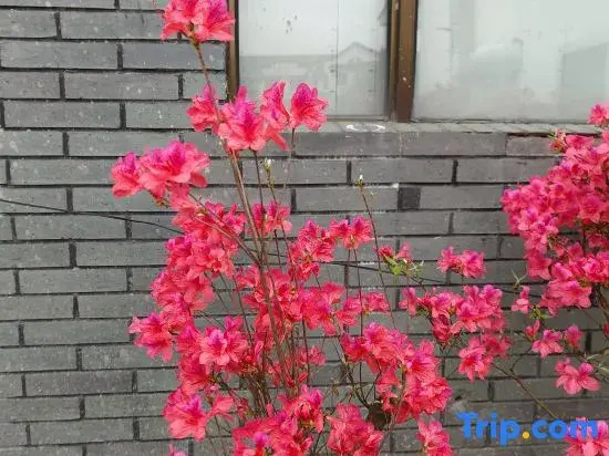 Jiuhua Mountain Yifang Heart Stay Homestay