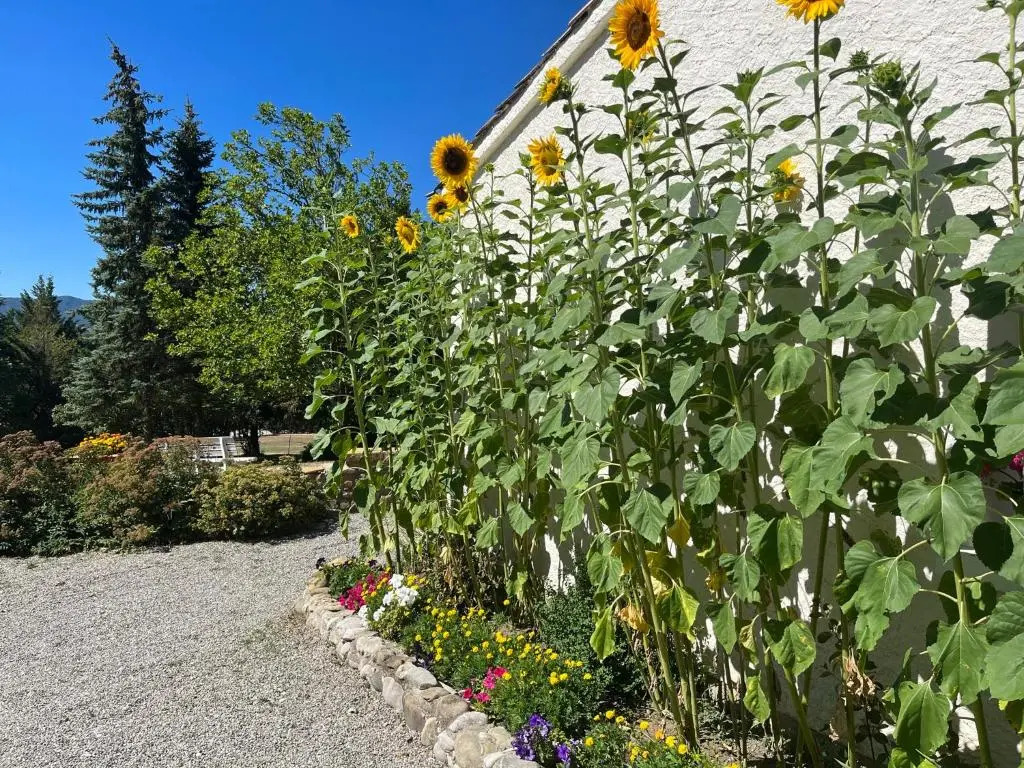 Le Cheval Blanc