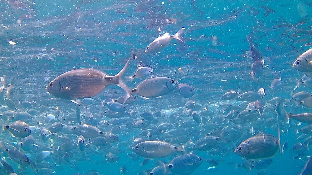 Scugnizza Smeralda