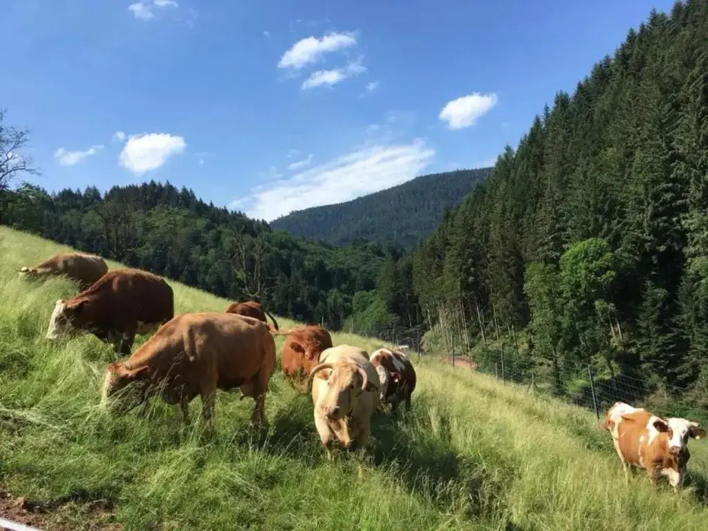 Springhansenhof
