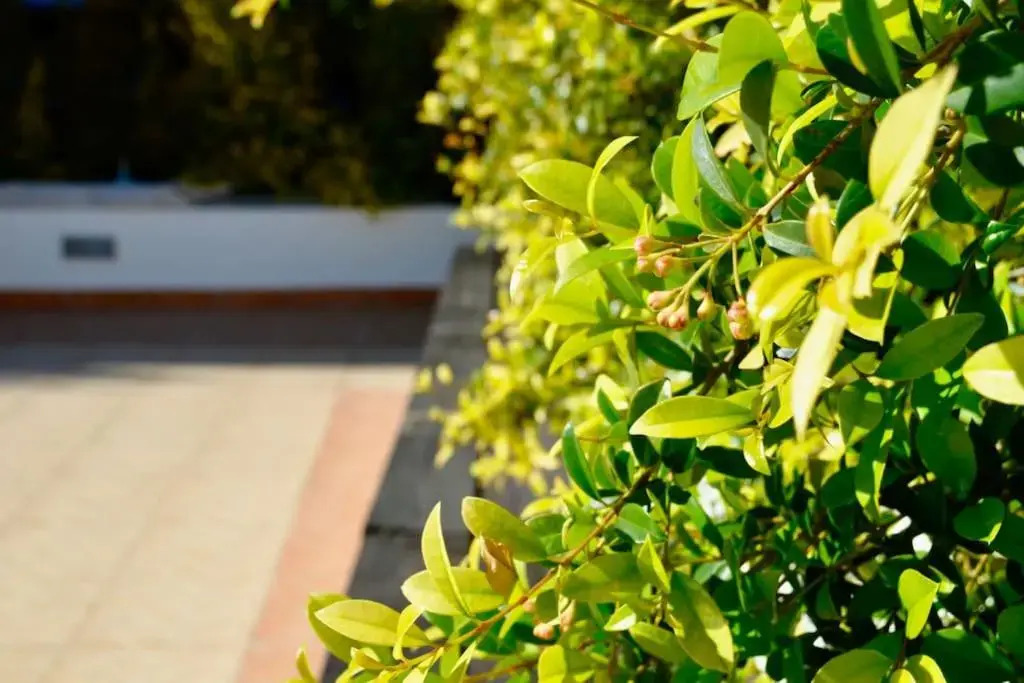 Villa ELTAEL - Daniel Apartment - Warm pool - Free Bicycles - Manta Rota Beach, Algarve