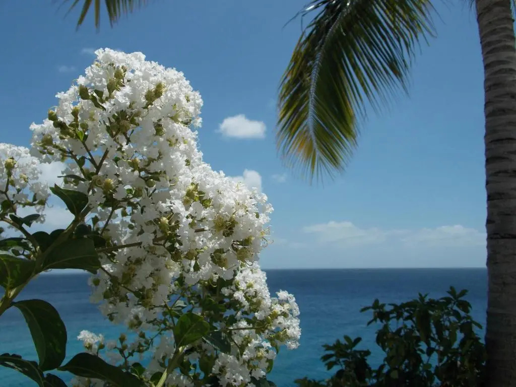 Bon Bini Lagun Curacao