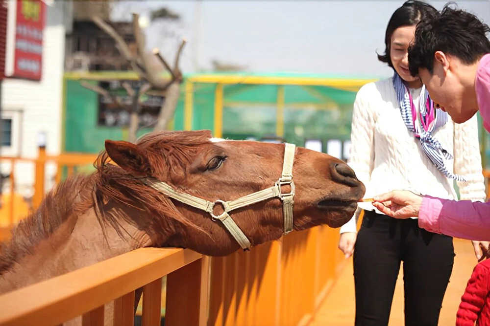 Jebudo Animal Café and Pension