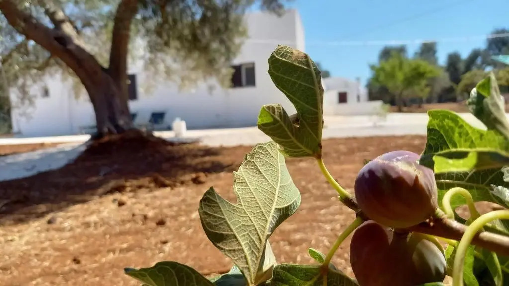 Trullo Il Noce..Holiday home