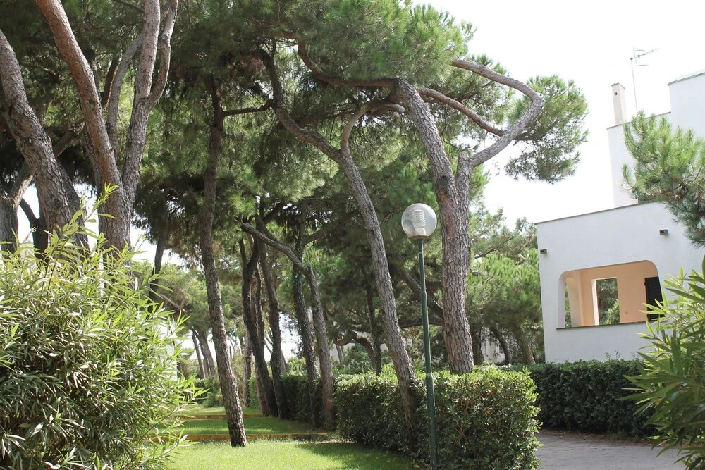 Giulivo C3