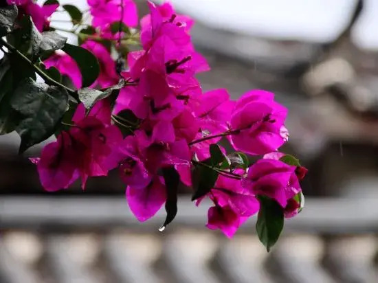 Zi Teng Yuan Inn
