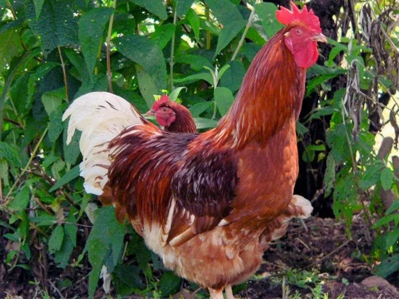 Redcliffe House