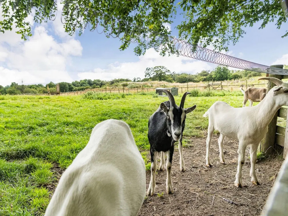 Hay Barn
