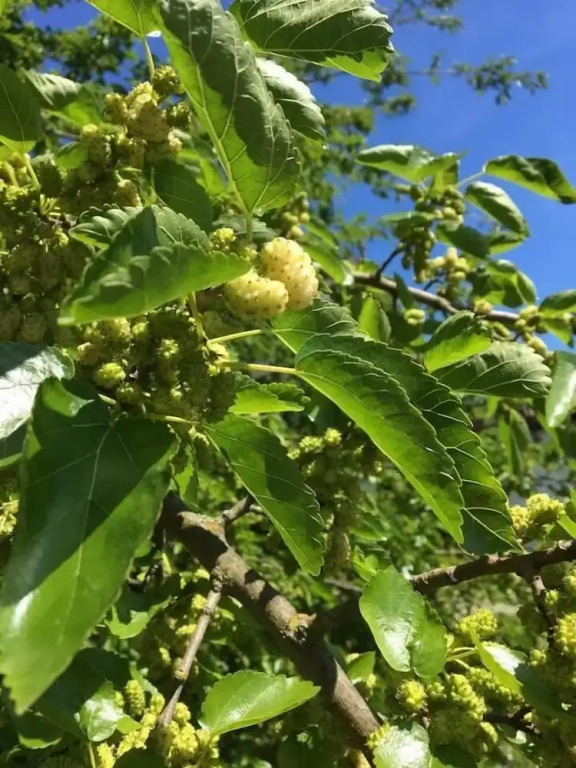 Tenuta di Cascina Diavolo dei Boschi